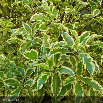 PITTOSPORUM tenuifolium 'Variegatum'