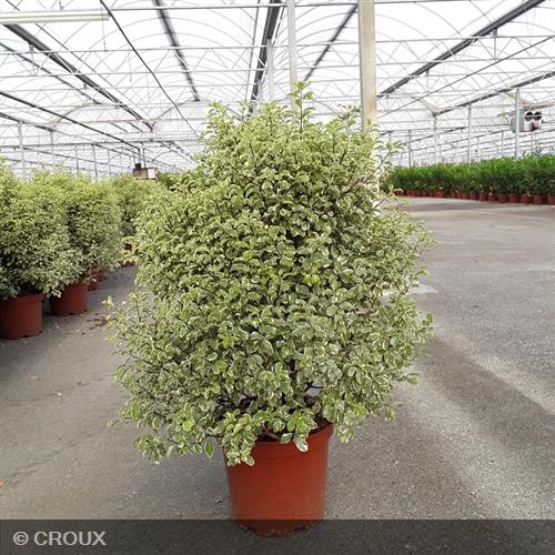 PITTOSPORUM tenuifolium 'Variegatum'