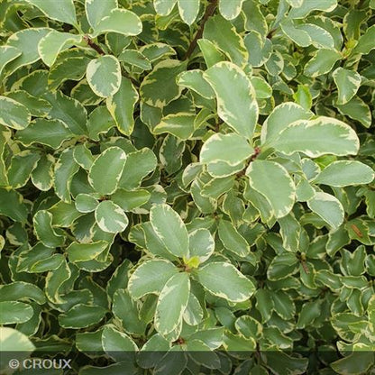 PITTOSPORUM tenuifolium 'Variegatum'