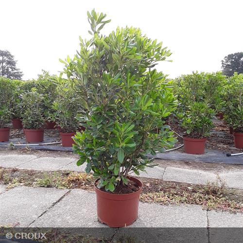 PITTOSPORUM  tobira
