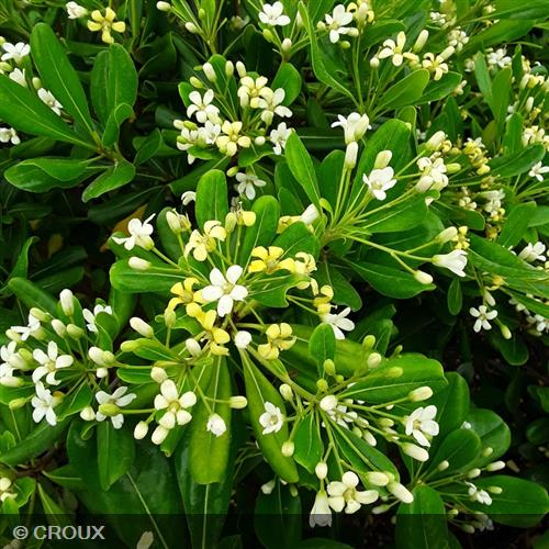PITTOSPORUM  tobira