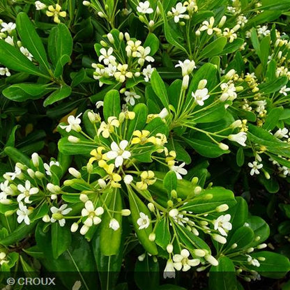 PITTOSPORUM  tobira