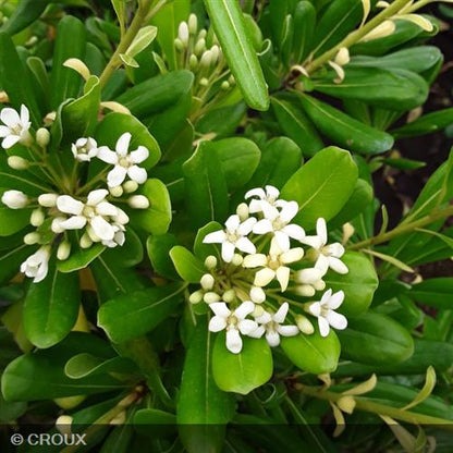 PITTOSPORUM  tobira