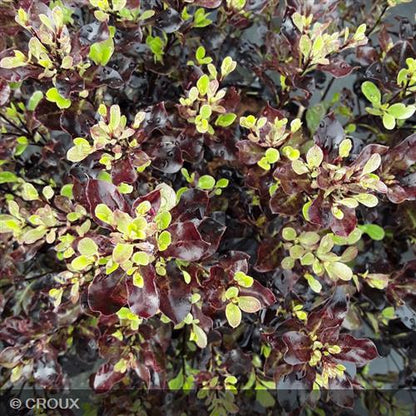 PITTOSPORUM tenuifolium 'Tom Thumb'