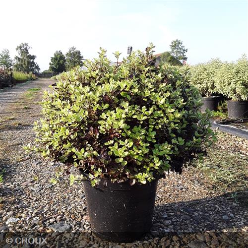 PITTOSPORUM tenuifolium 'Tom Thumb'
