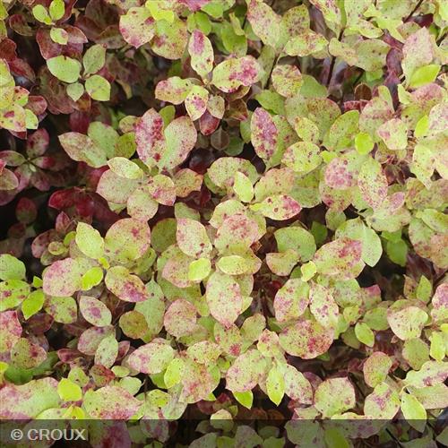PITTOSPORUM tenuifolium 'Tom Thumb'