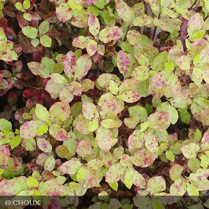 PITTOSPORUM tenuifolium 'Tom Thumb'