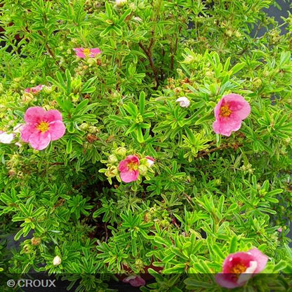 POTENTILLA fruticosa 'Bellissima® Hachliss'