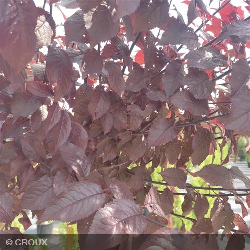 PRUNUS cerasifera 'Nigra'