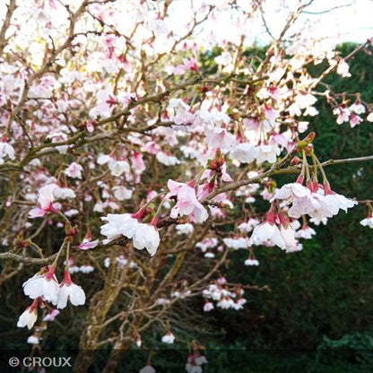PRUNUS incisa 'Kojo No Mai'