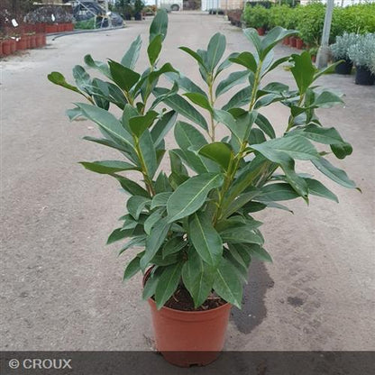 PRUNUS laurocerasus 'Caucasica'