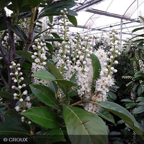 PRUNUS laurocerasus 'Caucasica'