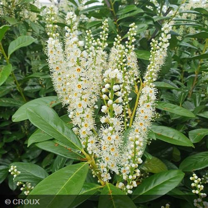 PRUNUS laurocerasus 'Caucasica'
