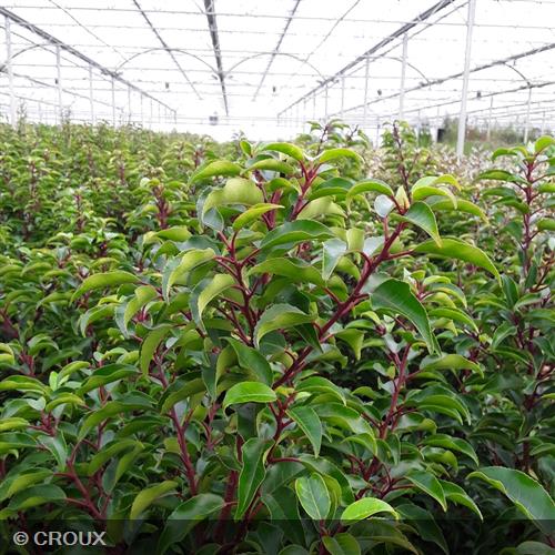 PRUNUS lusitanica 'Brenelia®'