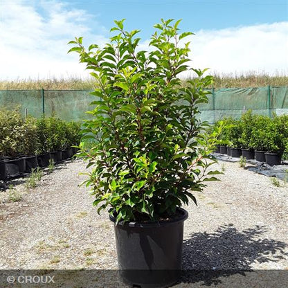 PRUNUS lusitanica 'Brenelia®'