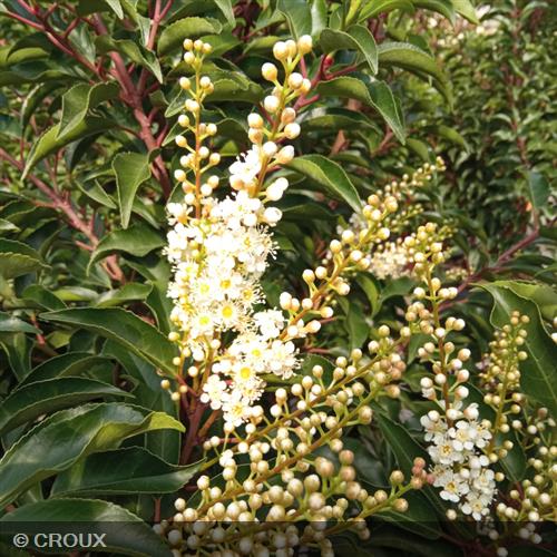 PRUNUS lusitanica 'Brenelia®'