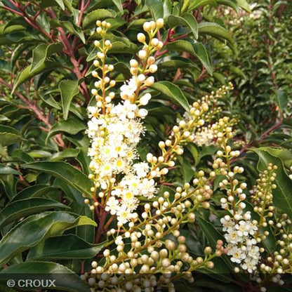 PRUNUS lusitanica 'Brenelia®'