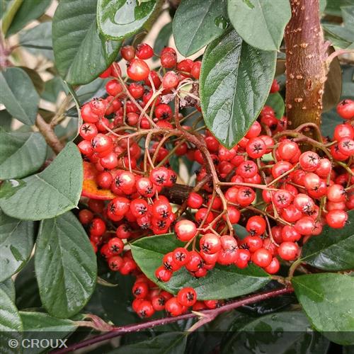 COTONEASTER lacteus