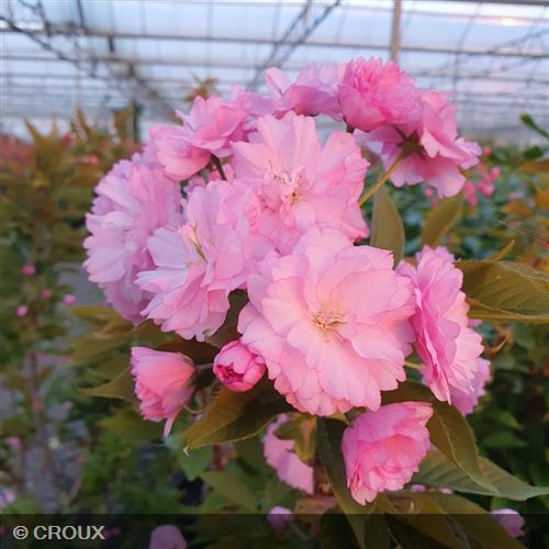 PRUNUS serrulata 'Kanzan'