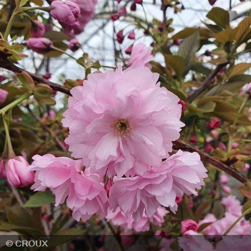 PRUNUS serrulata 'Kanzan'