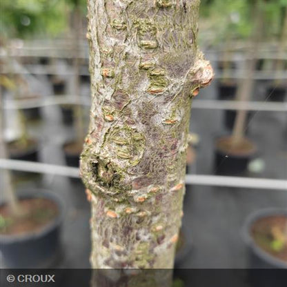 PRUNUS serrulata 'Kanzan'
