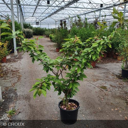 PRUNUS serrulata 'Kanzan'