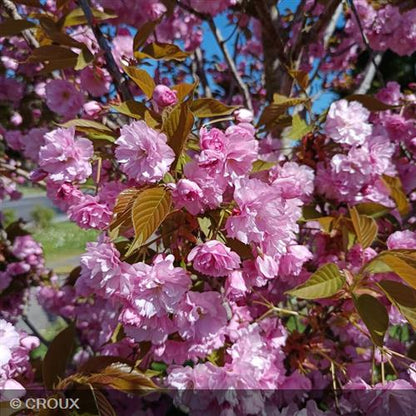 PRUNUS serrulata 'Kanzan'