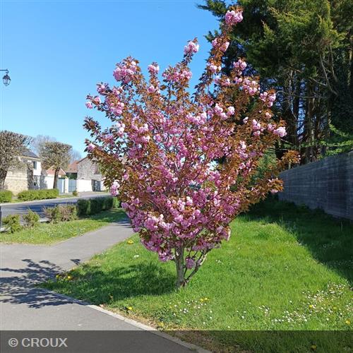 PRUNUS serrulata 'Kanzan'