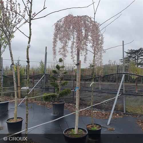 PRUNUS serrulata 'Kiku Shidare Sakura'
