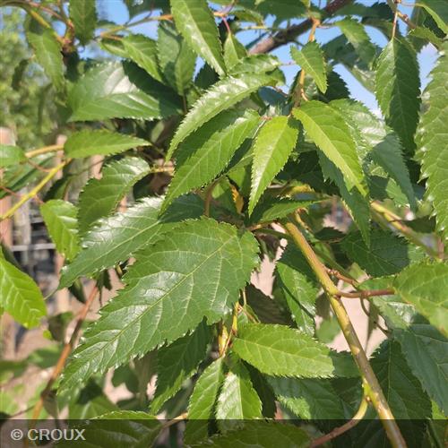 PRUNUS serrulata 'Kiku Shidare Sakura'