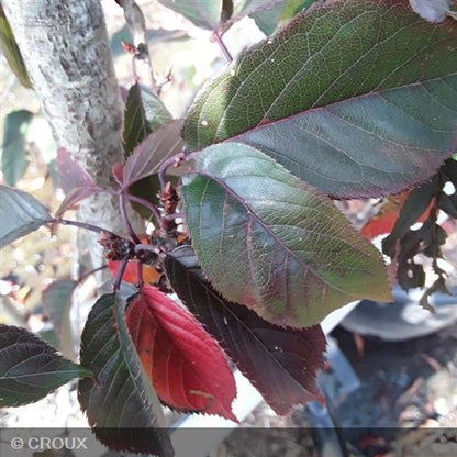 PRUNUS serrulata 'Royal Burgundy'