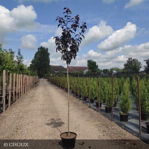 PRUNUS serrulata 'Royal Burgundy'
