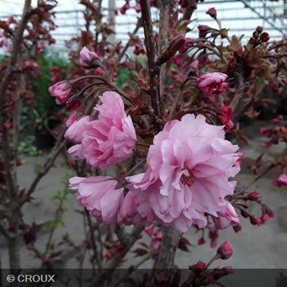 PRUNUS serrulata 'Royal Burgundy'