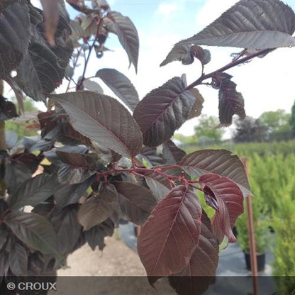 PRUNUS serrulata 'Royal Burgundy'