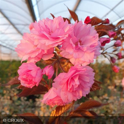 PRUNUS serrulata 'Royal Burgundy'