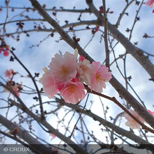 PRUNUS x subhirtella  'Autumnalis'