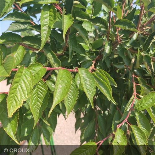 PRUNUS x subhirtella  'Autumnalis'