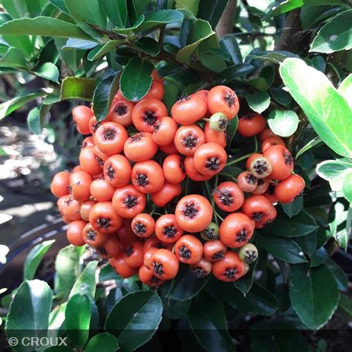 PYRACANTHA crenata 'Orange Glow'/ 'Orange Charmer'