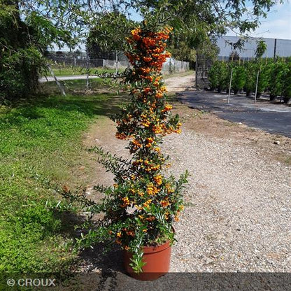 PYRACANTHA crenata 'Orange Glow'/ 'Orange Charmer'