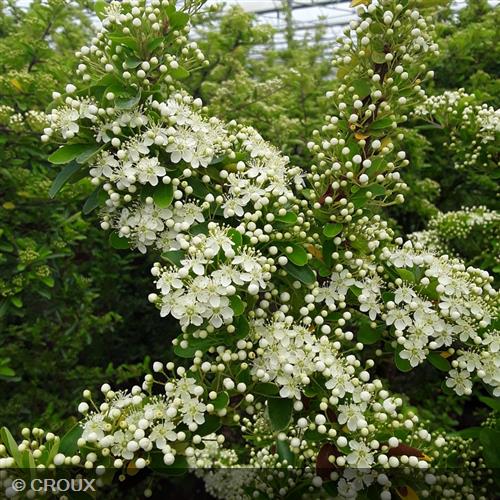 PYRACANTHA crenata 'Orange Glow'/ 'Orange Charmer'