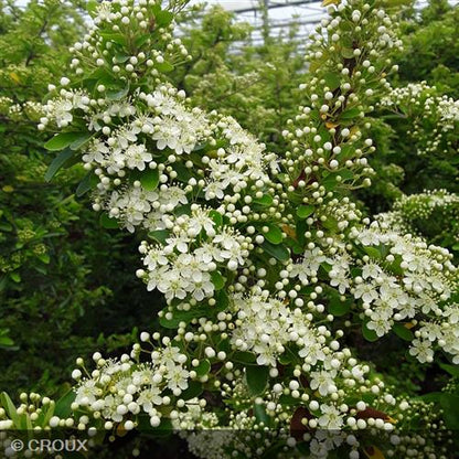 PYRACANTHA crenata 'Orange Glow'/ 'Orange Charmer'