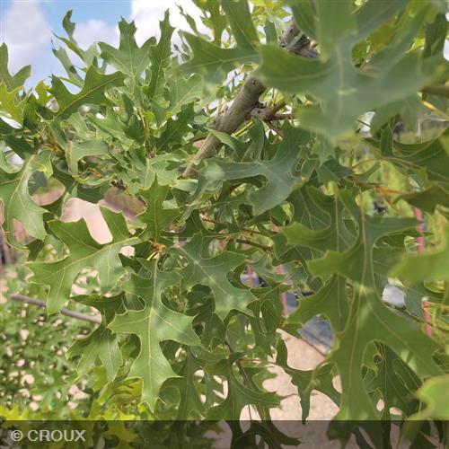 QUERCUS coccinea Splendens