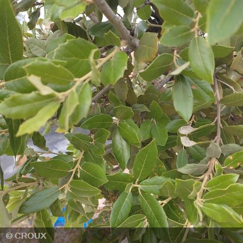 QUERCUS ilex Palissé