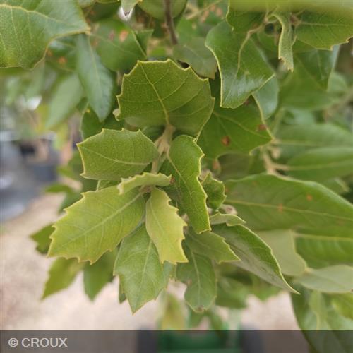 QUERCUS ilex Palissé