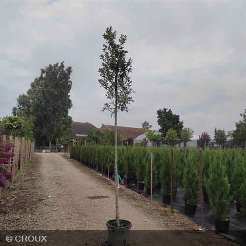 QUERCUS ilex