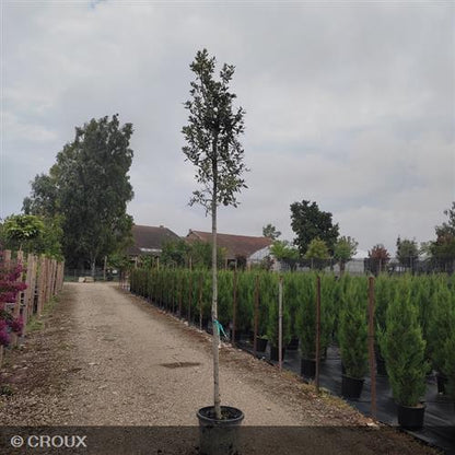 QUERCUS ilex