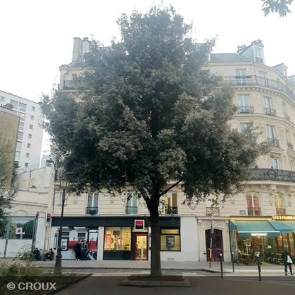 QUERCUS ilex Palissé