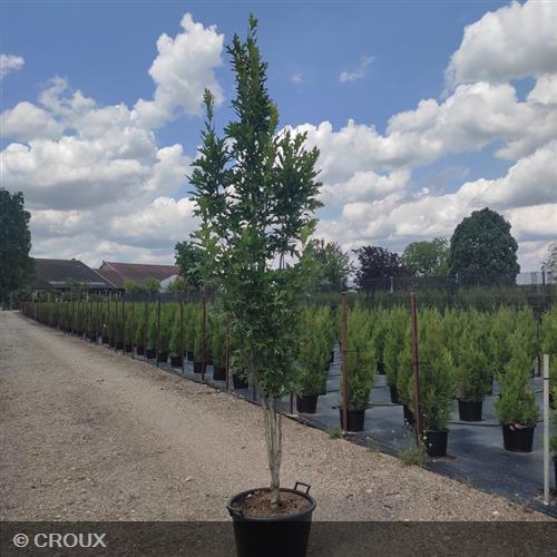QUERCUS palustris 'Green Pillar'