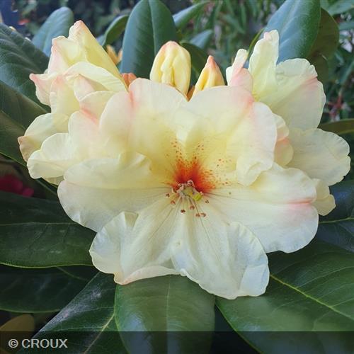 RHODODENDRON x 'Horizon Monarch'