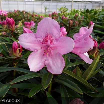 RHODODENDRON ponticum 'Graziella'